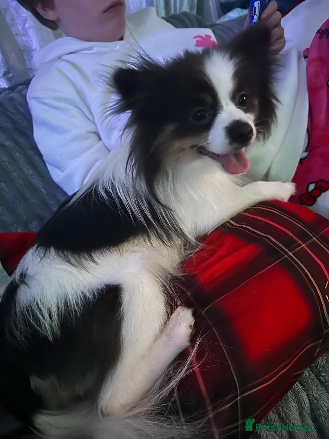 Pomeranian dogs for sale: Beautiful blue and white Pomeranian girl 2 years - Advert 1