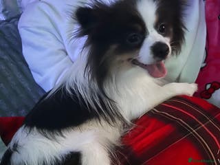 Pomeranian dogs Beautiful blue and white Pomeranian girl 2 years - Advert 20