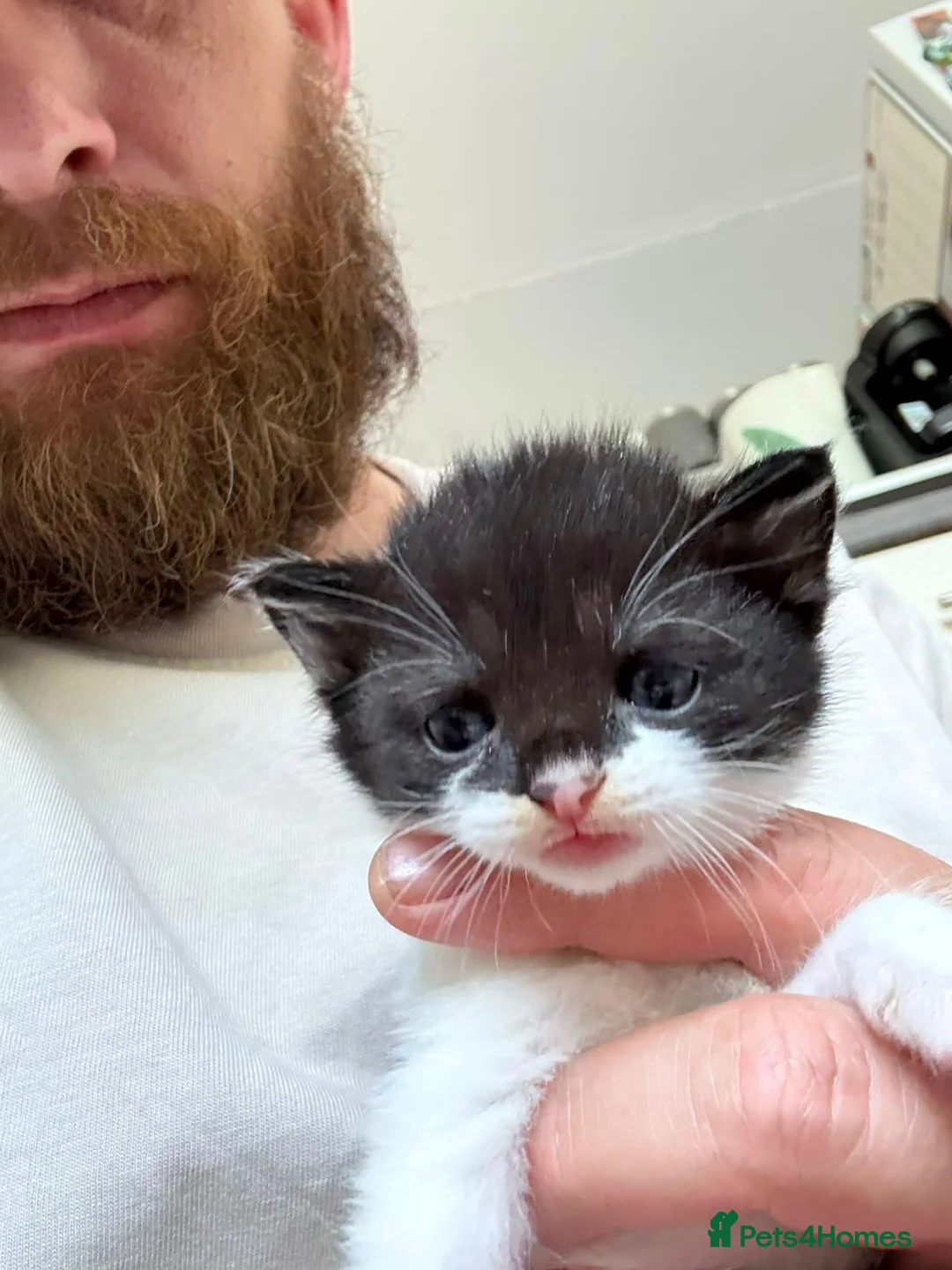 Mixed Breed cats for sale: 2 beautiful black and white kittens - Advert 7