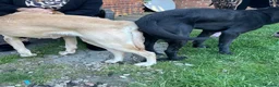 Labrador Retriever dogs for stud: Kc registered black lab - Advert 2