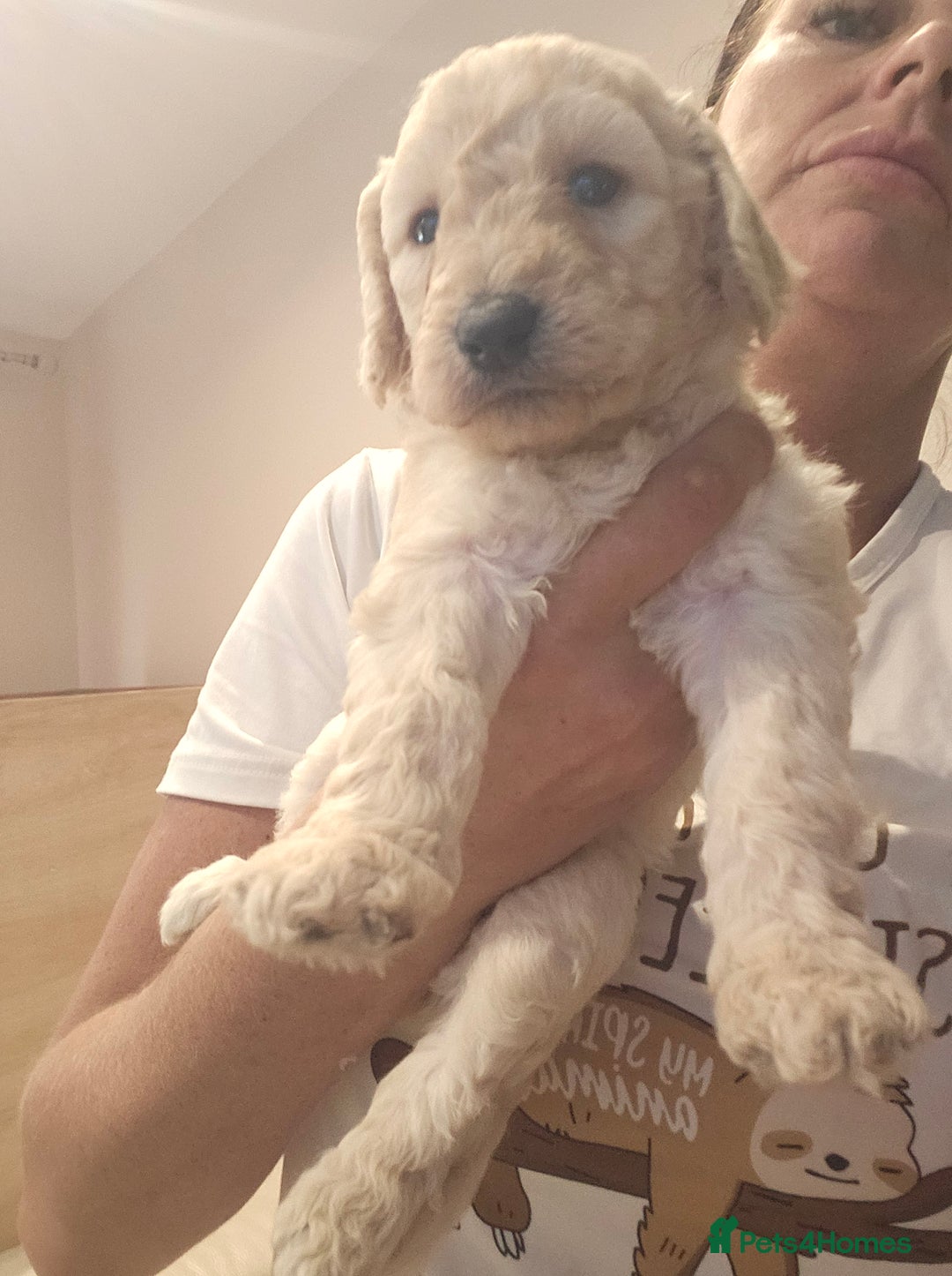 Standard Poodle dogs for sale: Stunning 5* Standard chunky poodle puppies 🐶  - Image 32