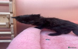 Mixed Breed cats for sale: Black kitten and white&black kitten available  - Image 12