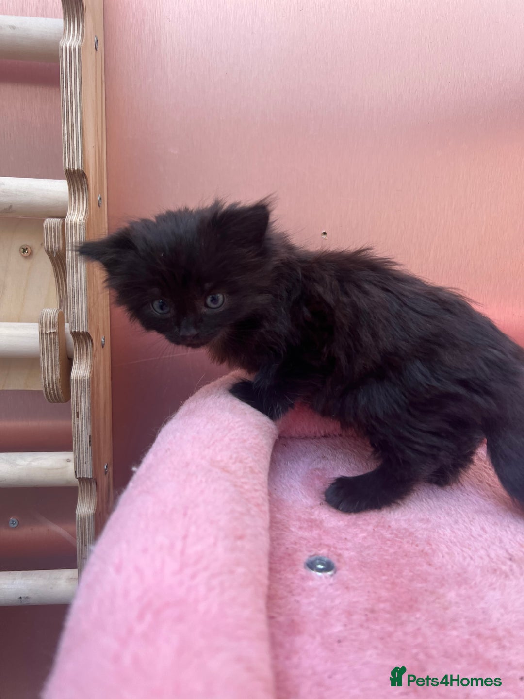Mixed Breed cats for sale: Black kitten and white&black kitten available  - Image 12