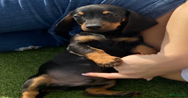 Dachshund dogs - Advert 5