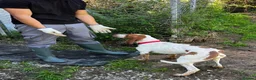 Mixed Breed dogs for adoption: Tiri  - Advert 6