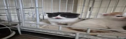 Turkish Van cats for sale: Ready to leave babies x3 black and white  - Advert 20