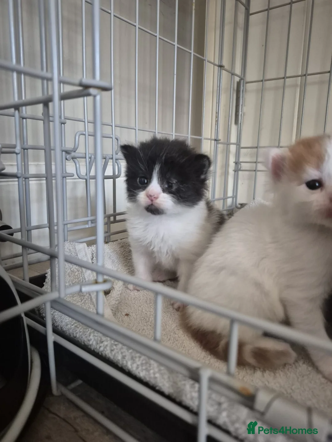 Turkish Van cats for sale: Ready to leave babies x3 black and white  - Advert 20