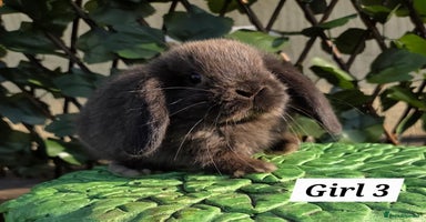 Mini Lop rabbits - Advert 2