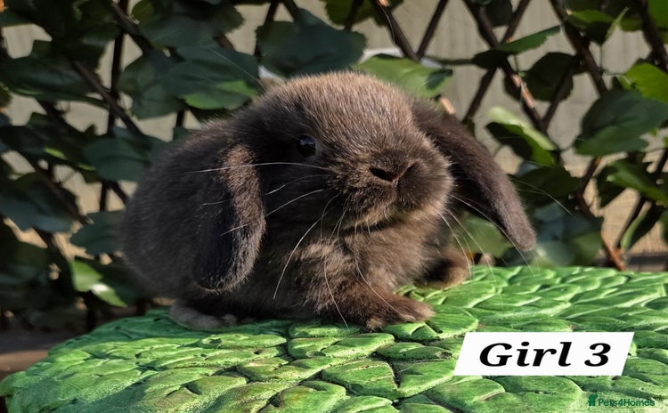 Mini Lop rabbits - Advert 5