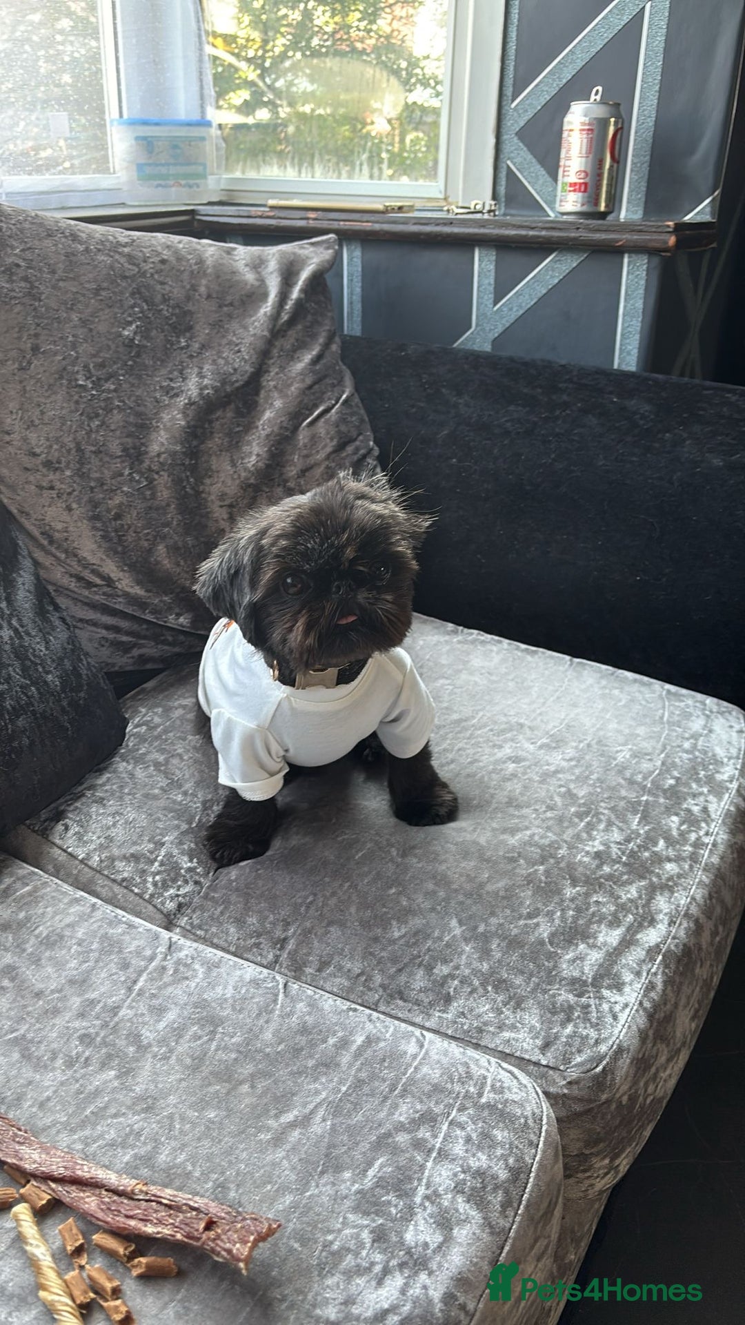 Shih Tzu dogs for sale: Beautiful 9 week old dobie male shihtzu - Advert 4