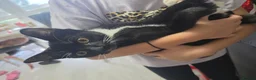 Mixed Breed cats for sale: 15 week old black and white female kitten in Dagenham - Advert 4