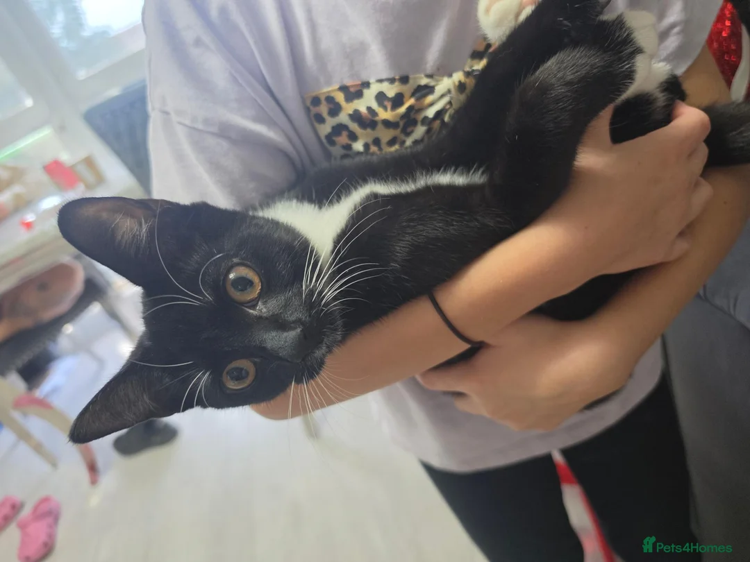Mixed Breed cats for sale: 15 week old black and white female kitten in Dagenham - Advert 4