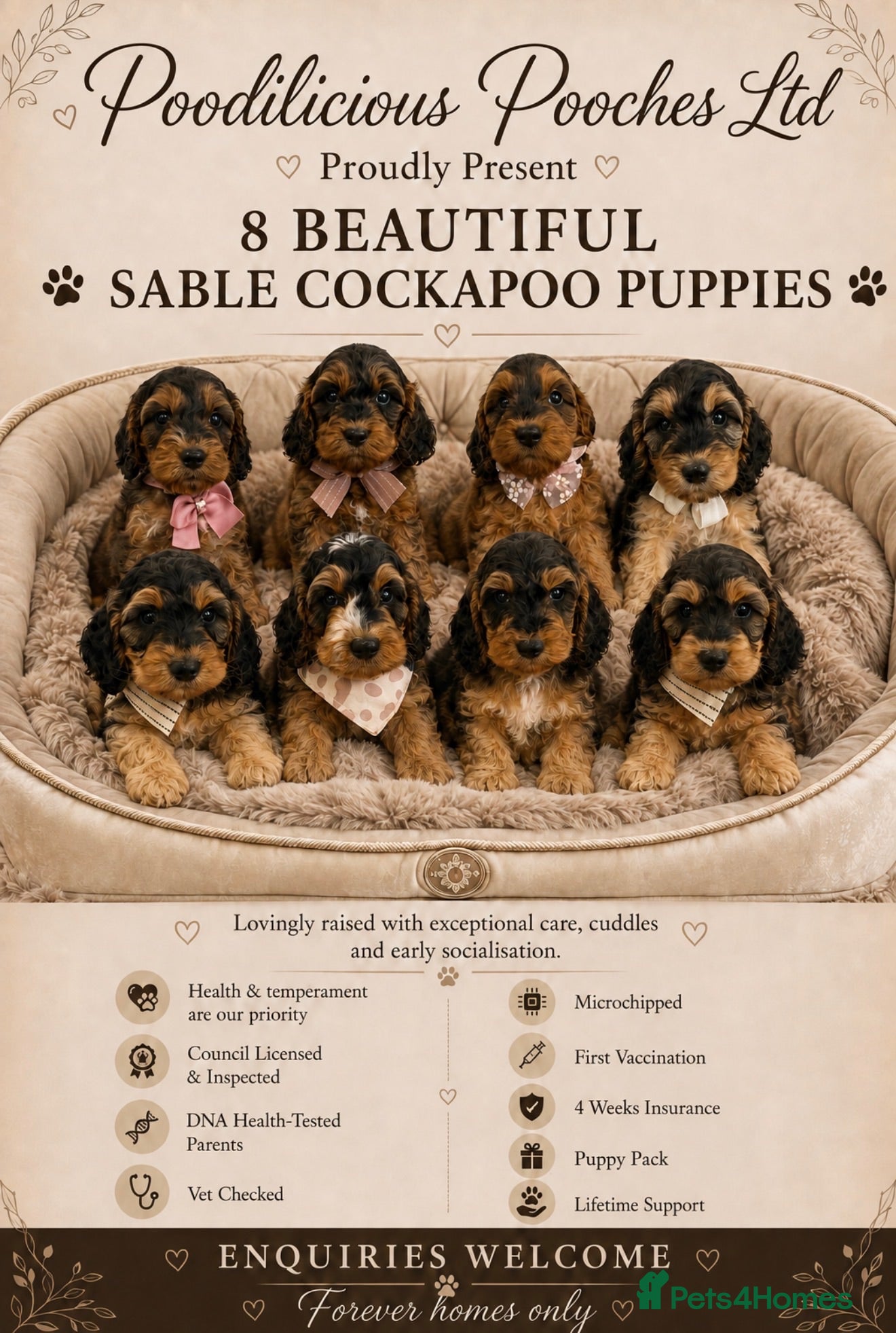 Cockapoo dogs Beautiful f1 sable pups. Full DNA & health clear. - Advert 11