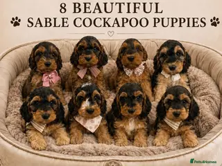 Cockapoo dogs Beautiful f1 sable pups. Full DNA & health clear. - Advert 1