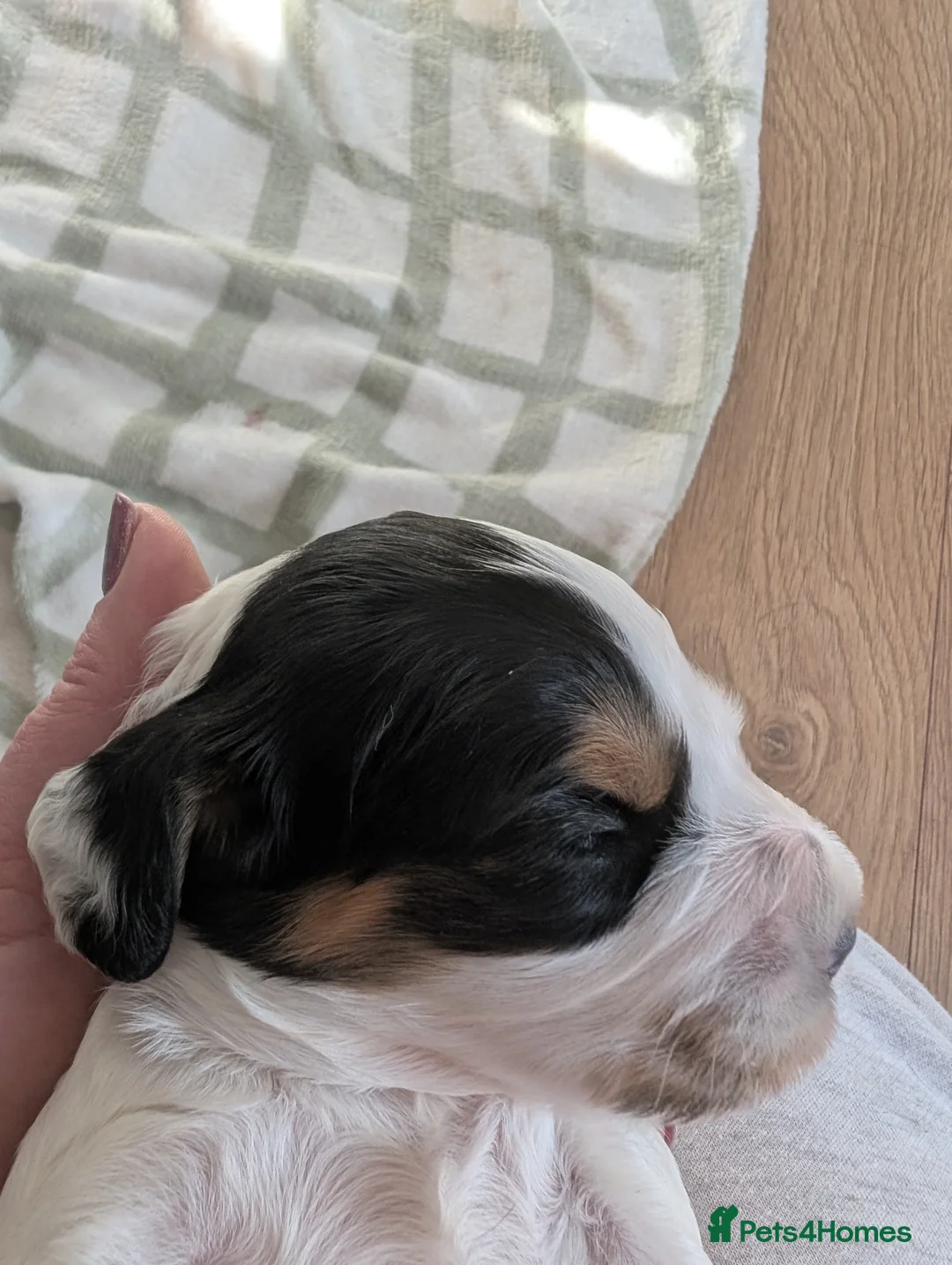 Cockapoo dogs for sale: Beautiful little of 5 Cockerpoos - Advert 31