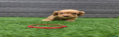 Cocker Spaniel 4