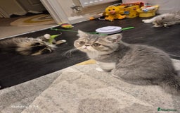 Exotic cats for sale: Exotic longhair and short hair kittens  - Image 22