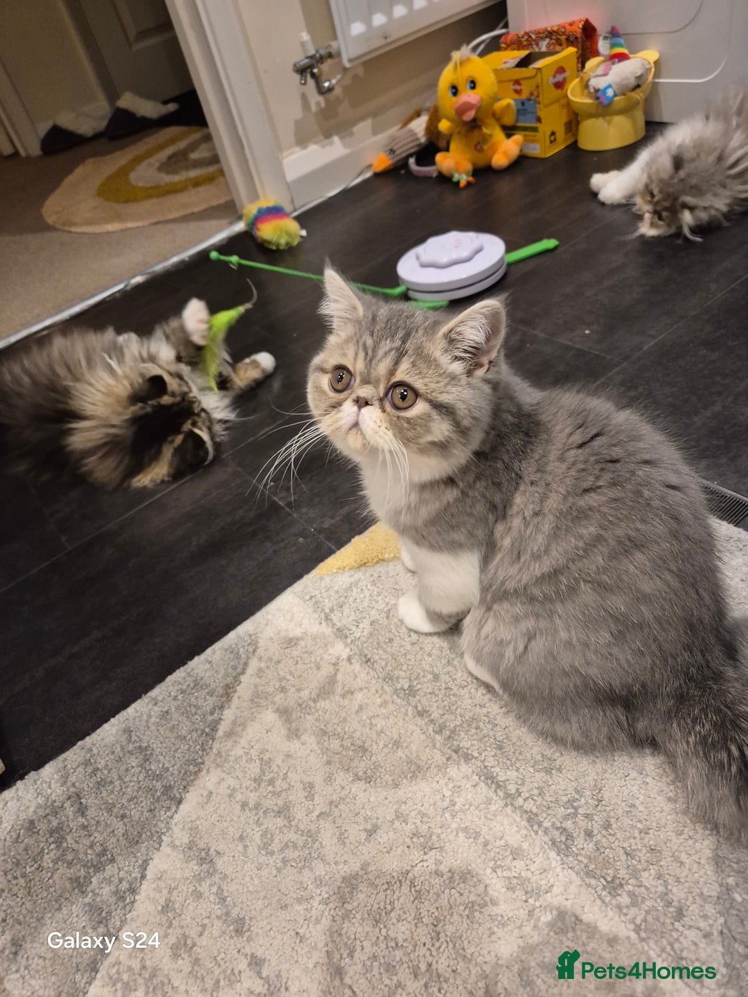 Exotic cats for sale: Exotic longhair and short hair kittens  - Image 22