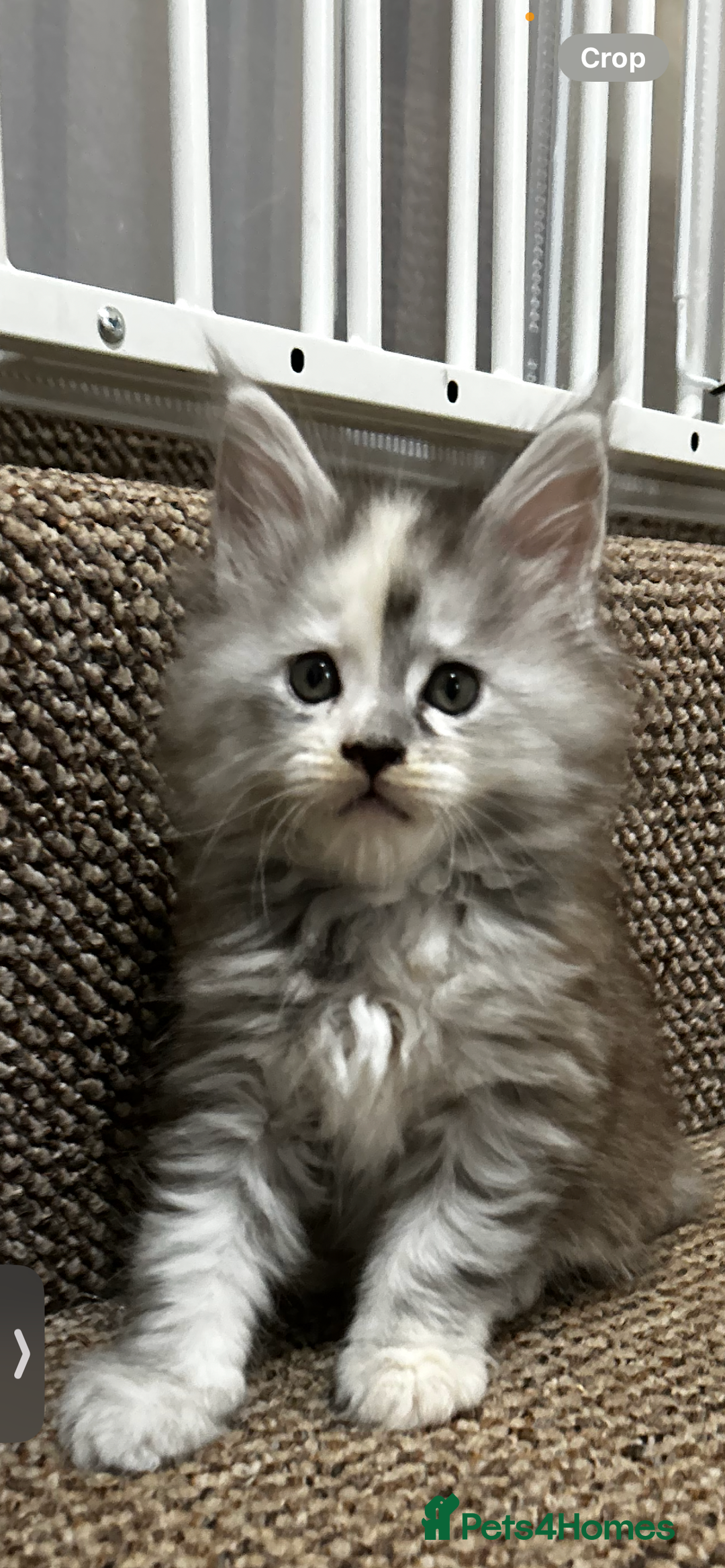 Maine Coon cats for sale: 2 stunning girls 1 polydactyl ready  **  ev - Advert 14