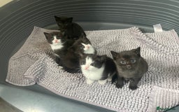 Mixed Breed cats for sale: Kittens - Image 8