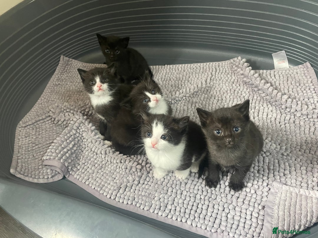 Mixed Breed cats for sale: Kittens - Image 8