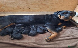 Rottweiler dogs for sale:  Beautiful Rottweiler puppies  - Image 2