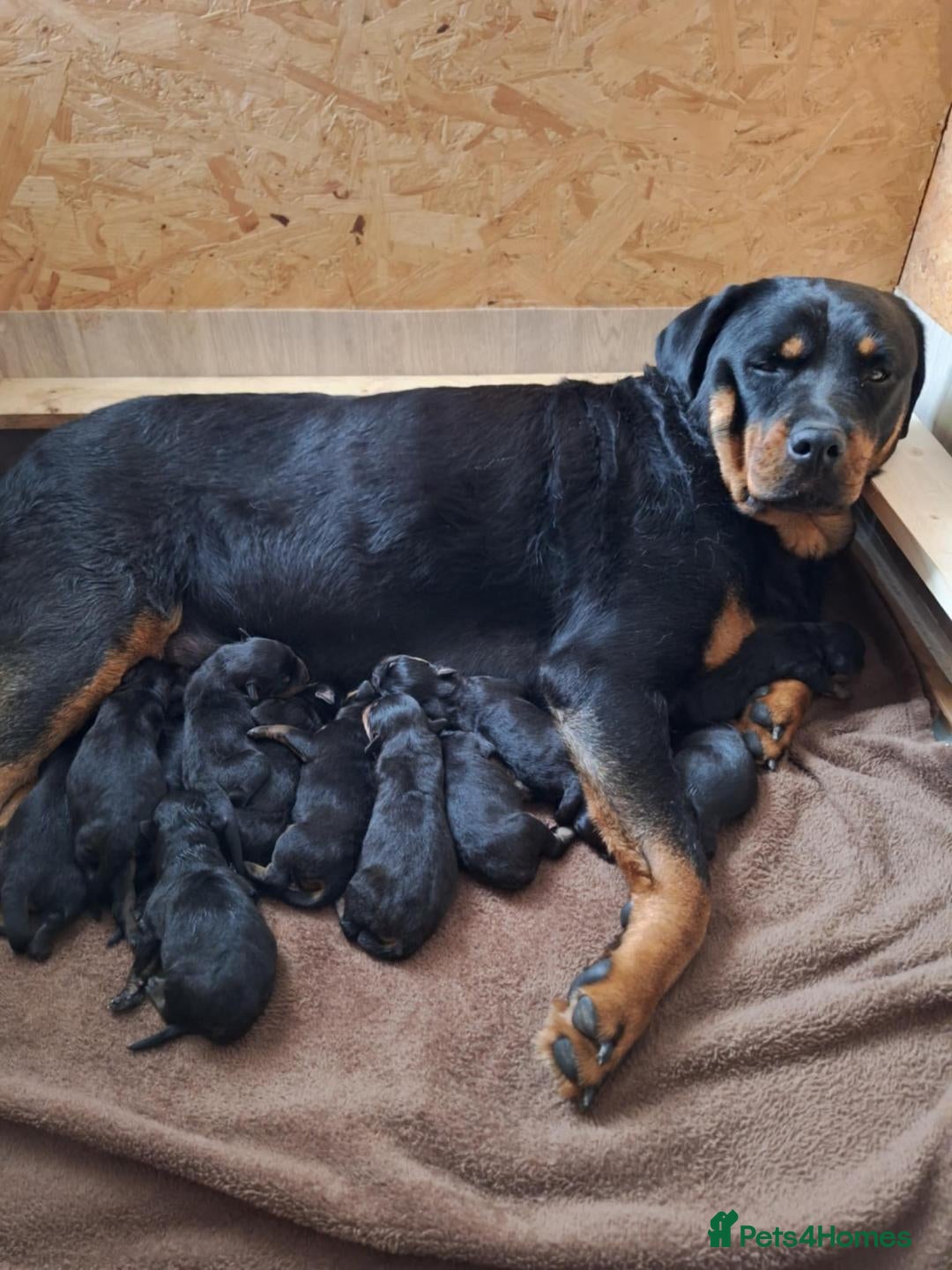 Rottweiler dogs for sale:  Beautiful Rottweiler puppies  - Image 2