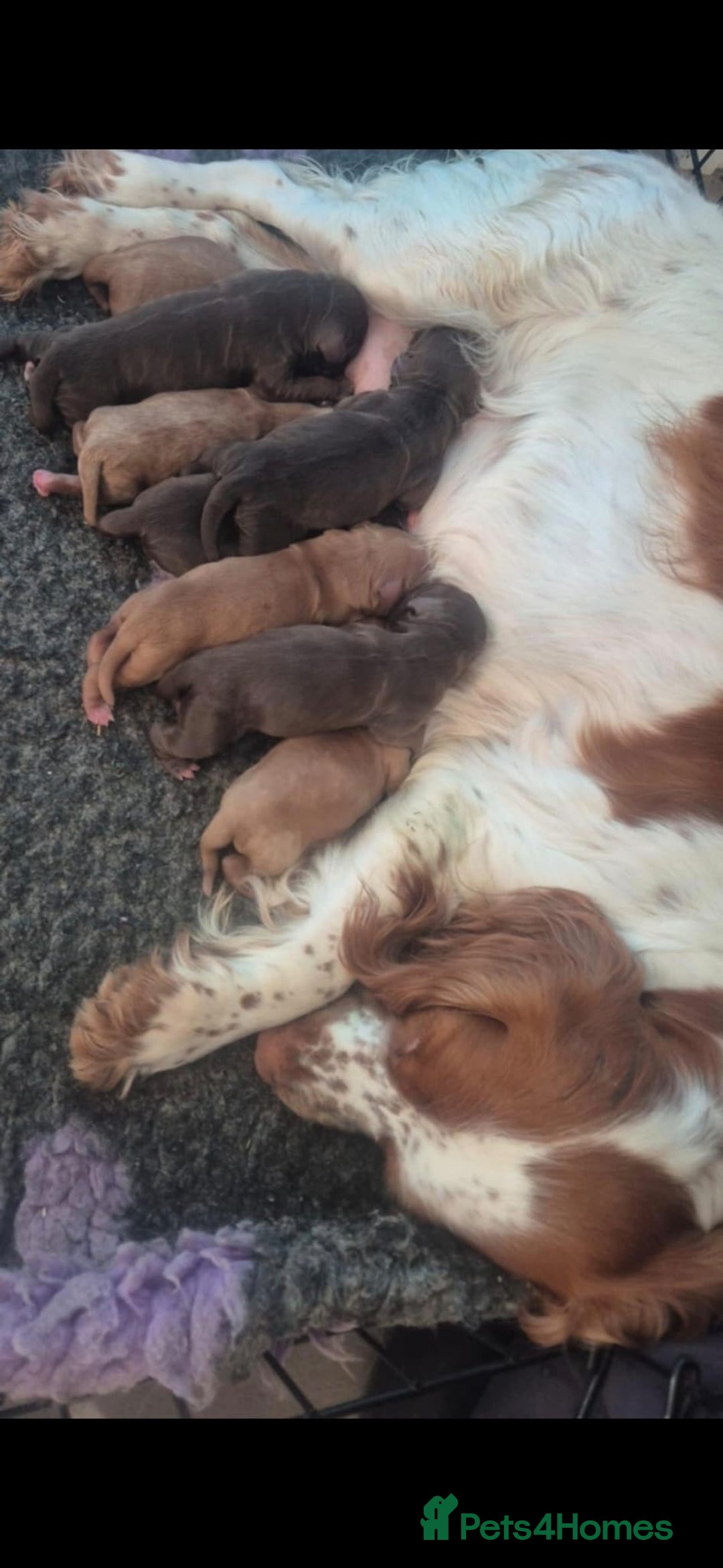 Cockapoo dogs for sale: F1 cockapoo - Ready Now - Image 40