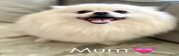 Pomeranian dogs for sale: Quality Pomeranian Teddy bears 🐻🐻 - Advert 5