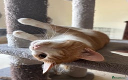 Mixed Breed cats for adoption: Cuddly, One Eyed *Indoor* cat  - Image 2