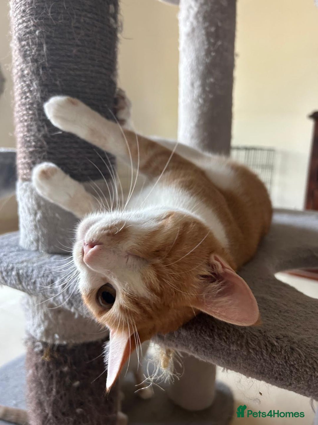 Mixed Breed cats for adoption: Cuddly, One Eyed *Indoor* cat  - Image 2