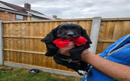 Sprocker dogs for sale: 2 black males !!! 😍 Beautifully marked sprocker! - Image 28