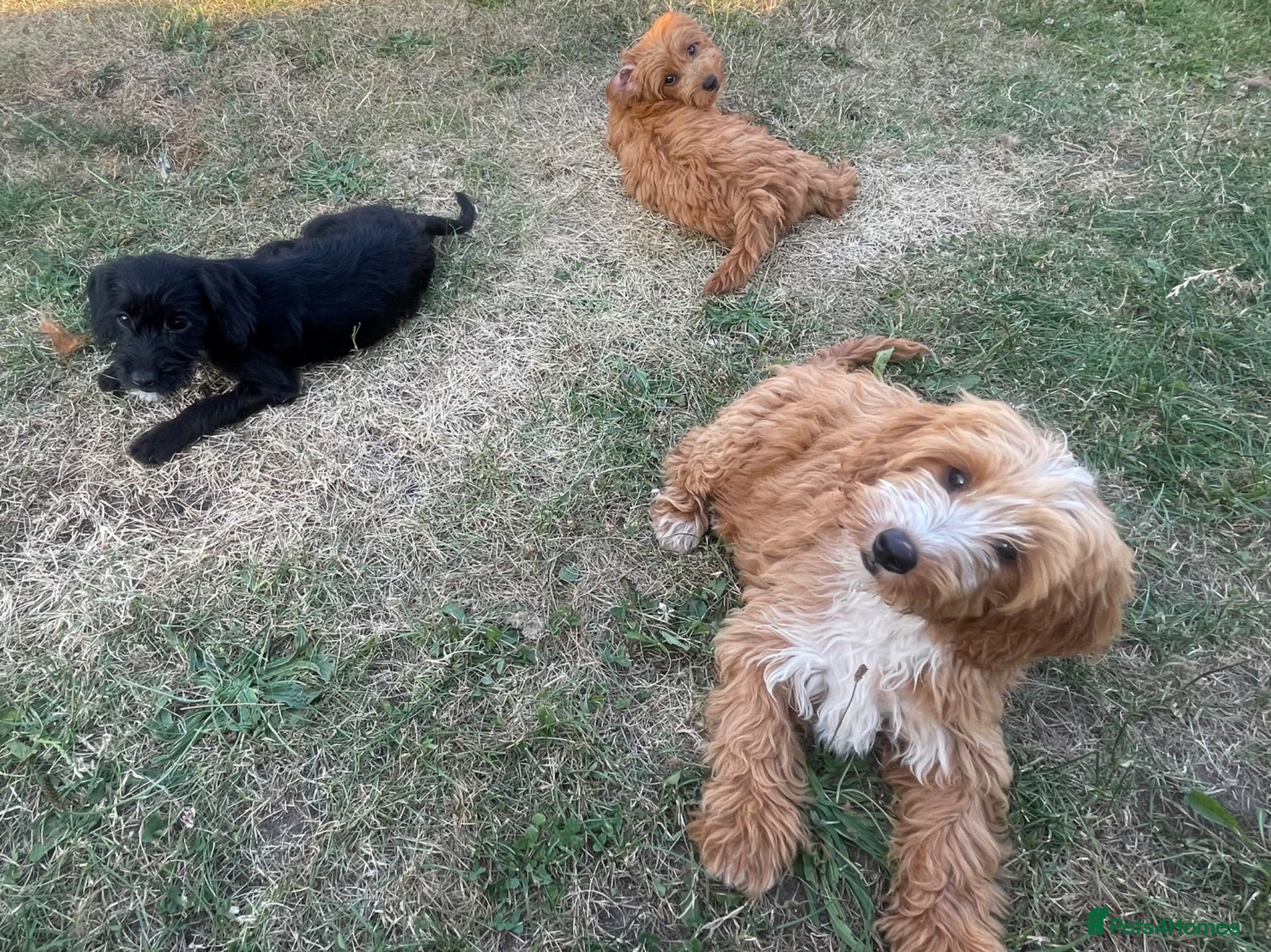 Cockapoo dogs Cockapoo puppies for sale - Advert 1