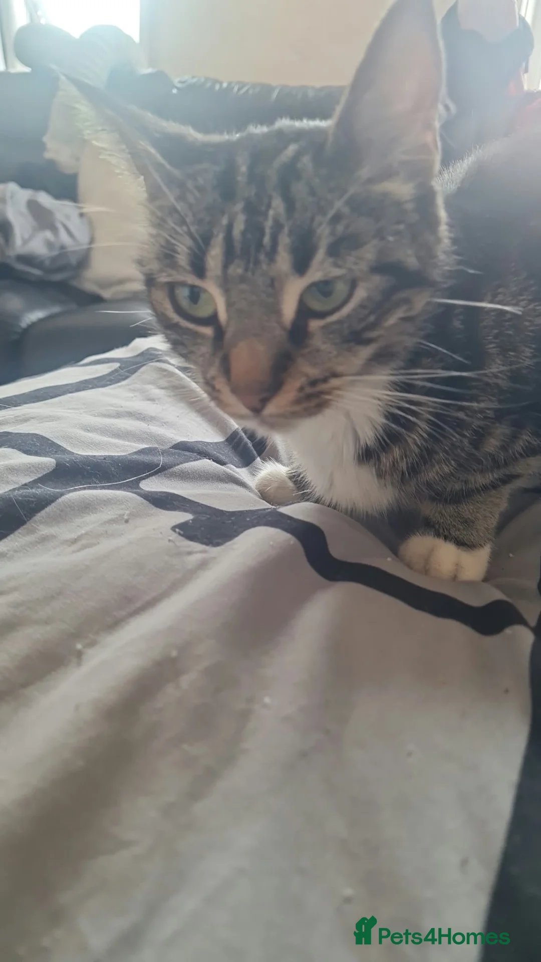 Mixed Breed cats for sale: Kittens - Advert 5