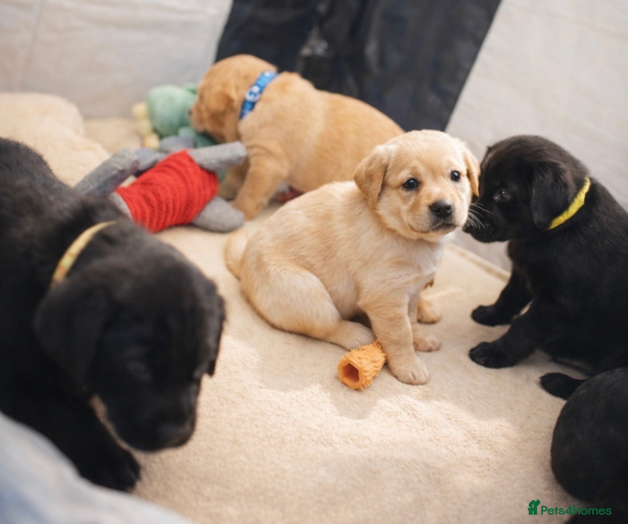 Labrador Retriever dogs KC Labrador Puppies - Ready 16 of May   - Advert 5