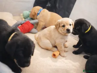 Labrador Retriever dogs KC Labrador Puppies - Ready 16 of May - Advert 12