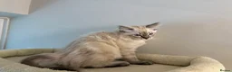 Ragdoll cats for sale: Beautiful Ragdoll x Bengal kittens - Advert 9