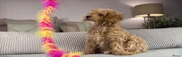Maltipoo dogs for sale: OAKWELL RETRIEVERS ON INSTAGRAM  - Advert 12