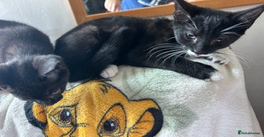 Mixed Breed cats - Advert 15