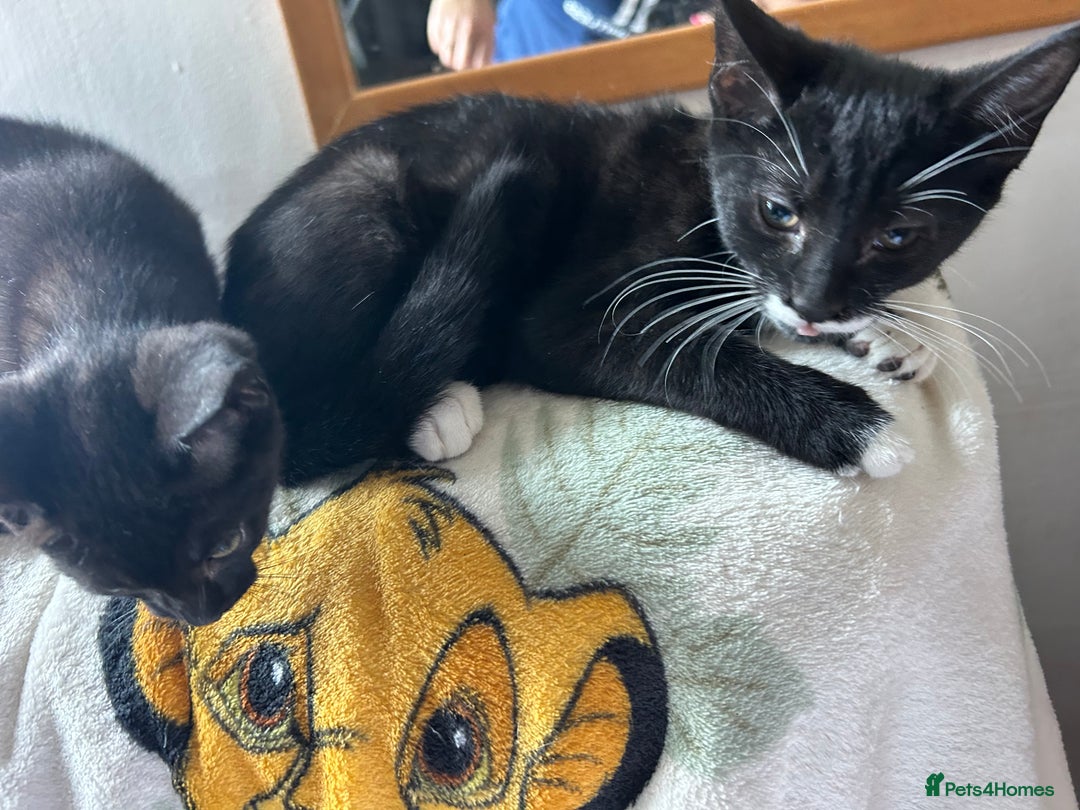 Mixed Breed cats for sale: Kittens - Image 3