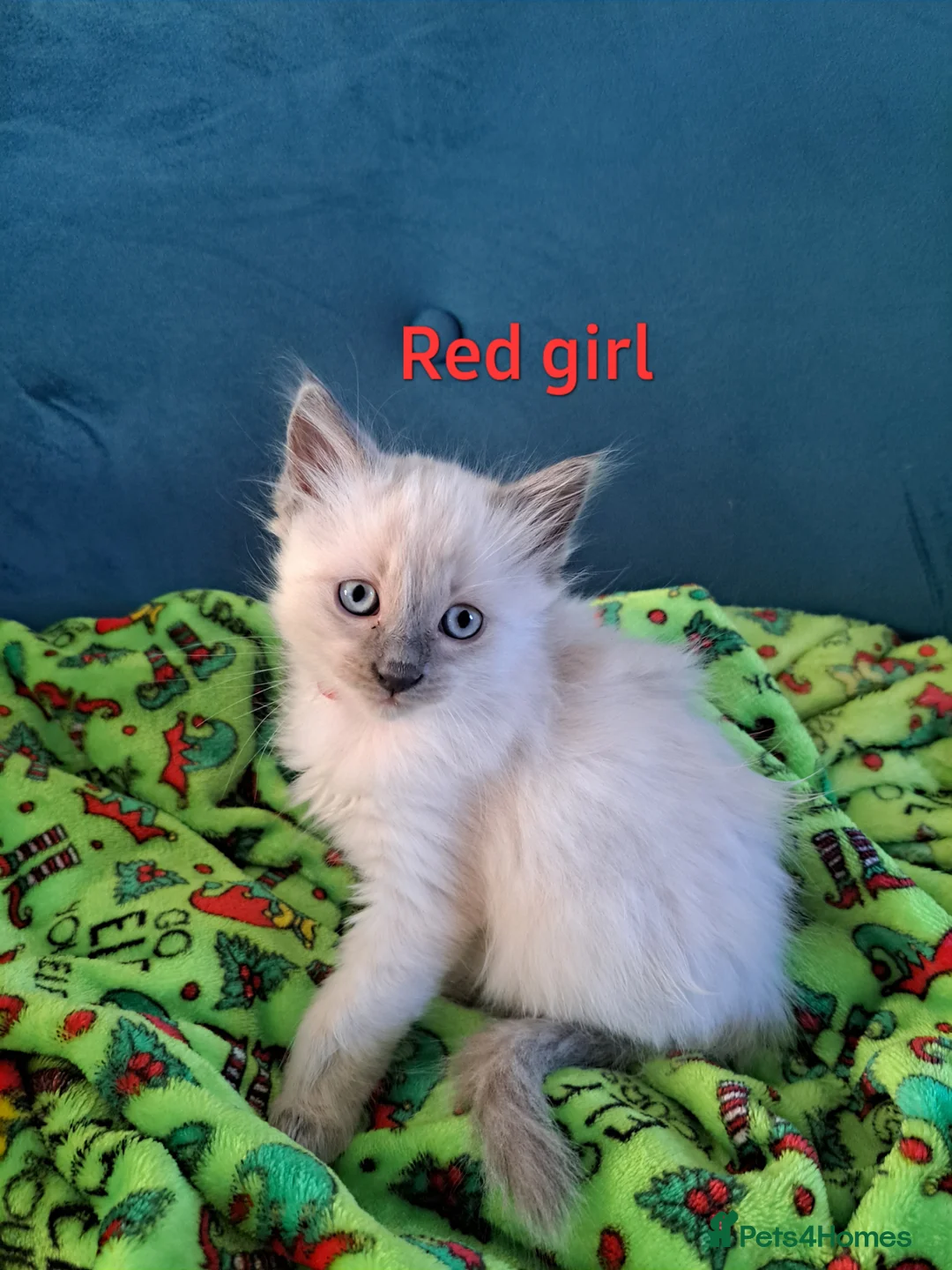 Mixed Breed cats for sale: Beautiful blue-eyed kittens 😸  - Advert 2