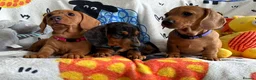 Miniature Dachshund dogs for sale: KC Mini Dachshund.  - Advert 6