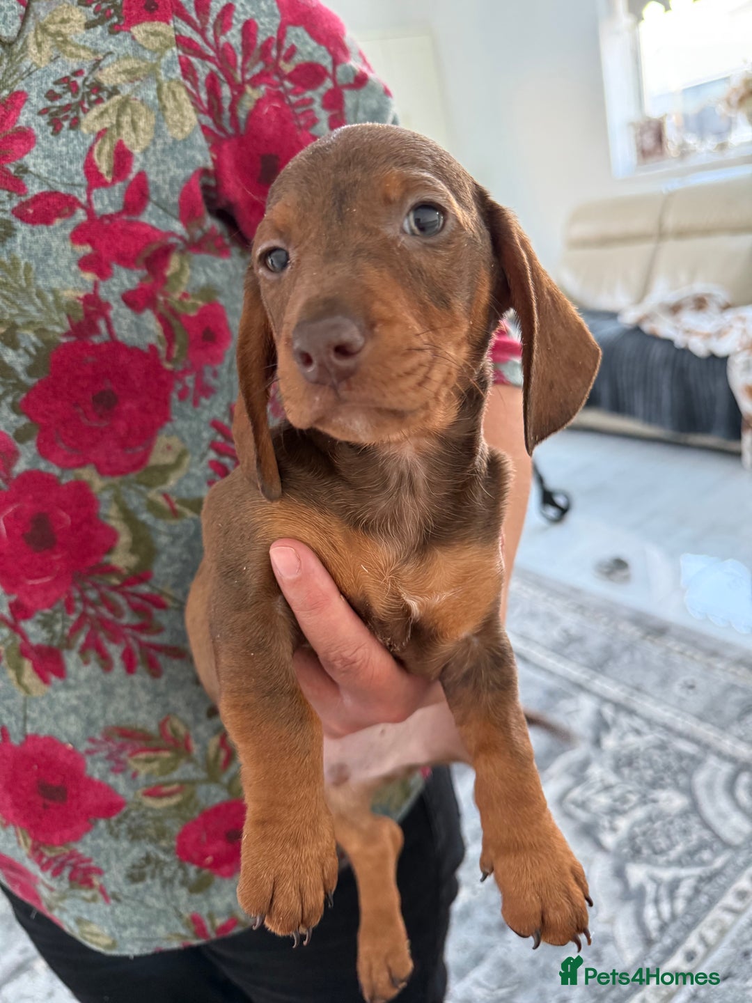 Dachshund dogs for sale: Miniature dachshund puppies  - Advert 1