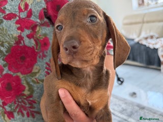 Dachshund dogs Miniature dachshund puppies - Advert 1