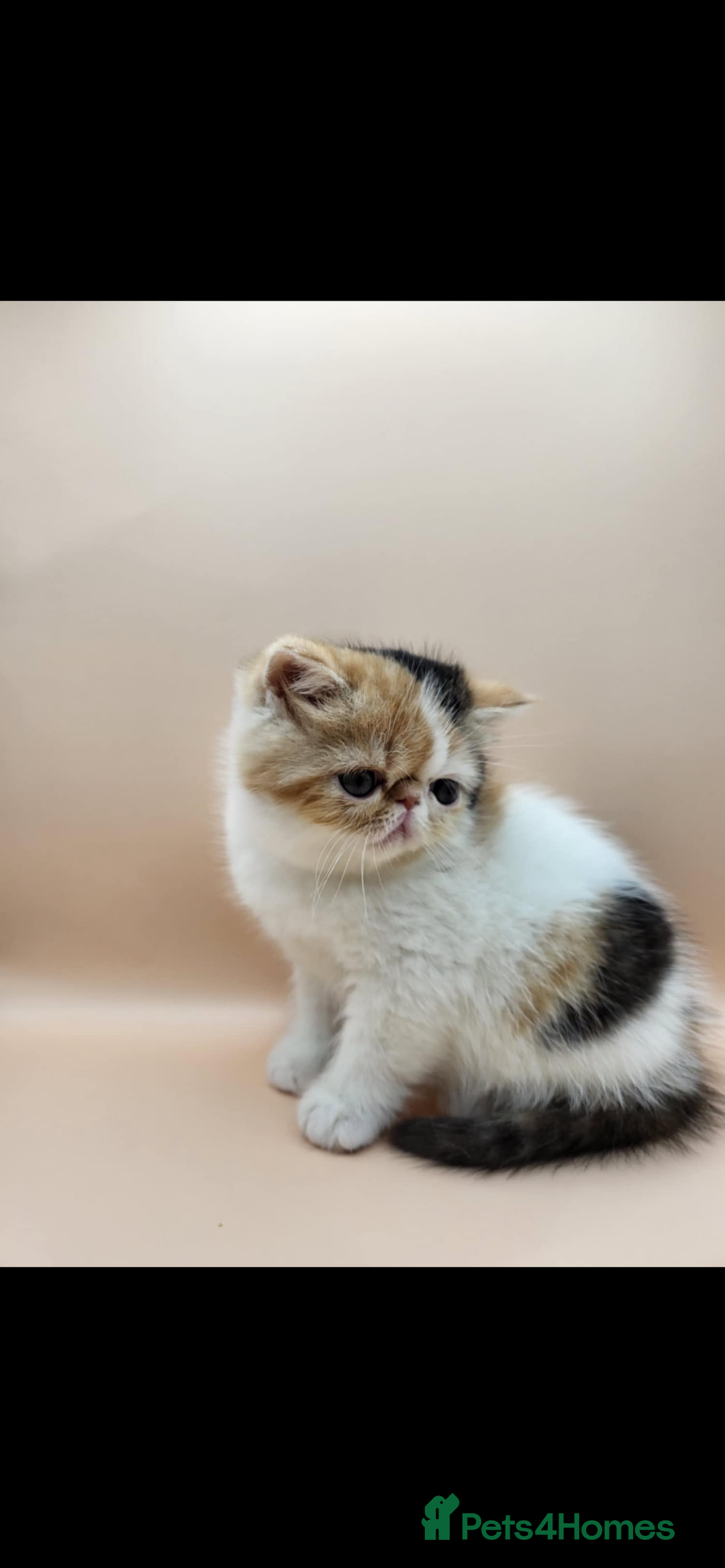 Exotic cats for sale: Exotic kittens  - Advert 32