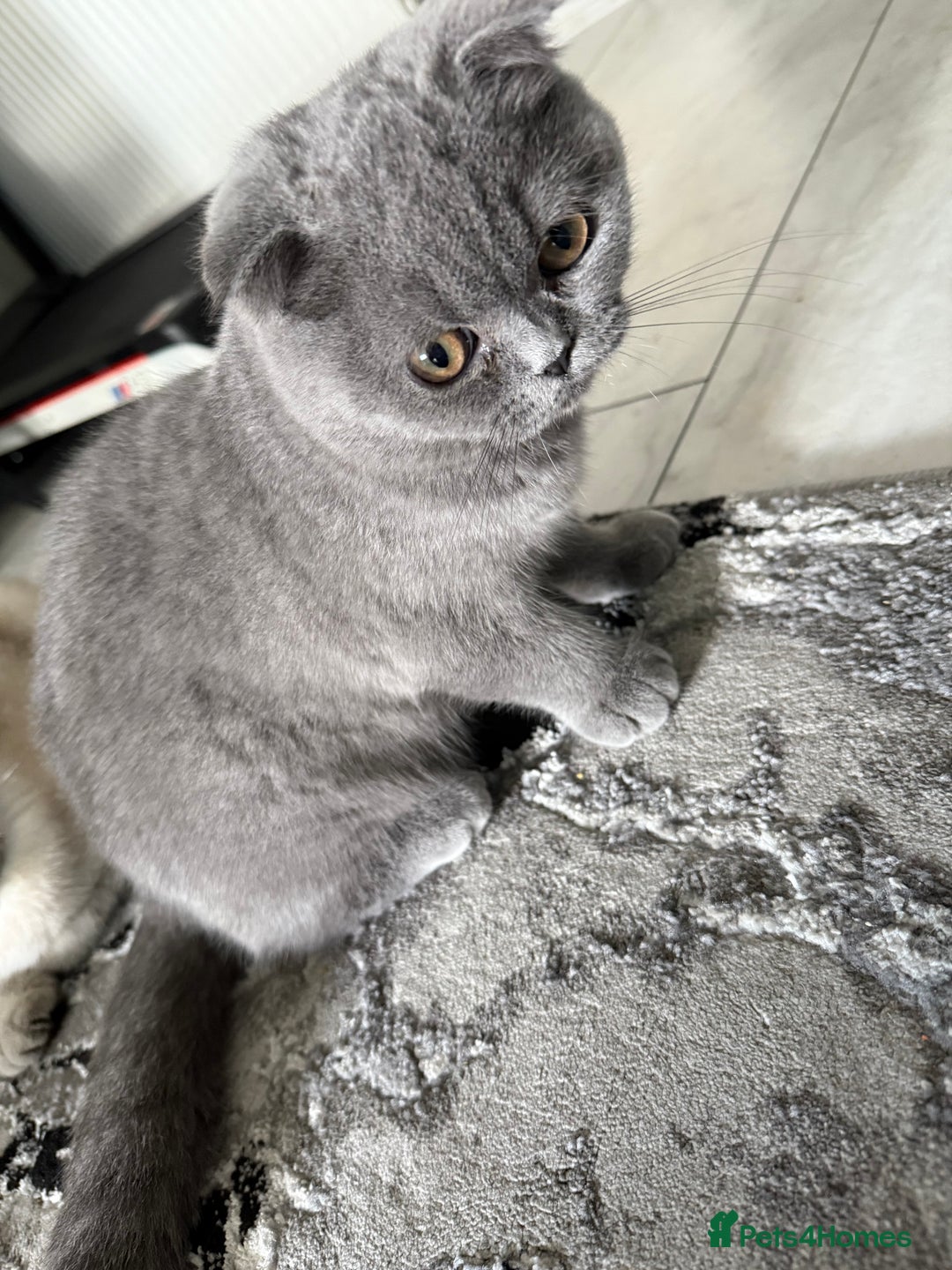 British Shorthair cats for sale: British short hair  in Heckmondwike - Image 3
