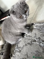 British Shorthair cats in Heckmondwike - Advert 1