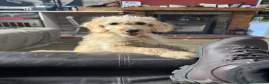 Mixed Breed 1