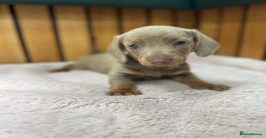 Miniature Dachshund dogs - Advert 4