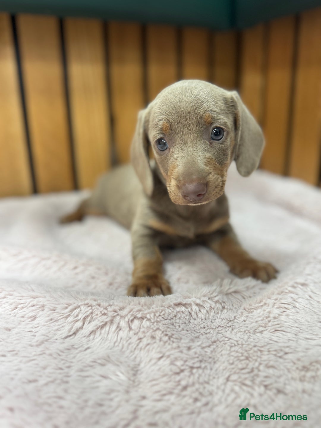 Miniature Dachshund dogs for sale: PRA clear. Isabella tan female (singleton) - Image 3